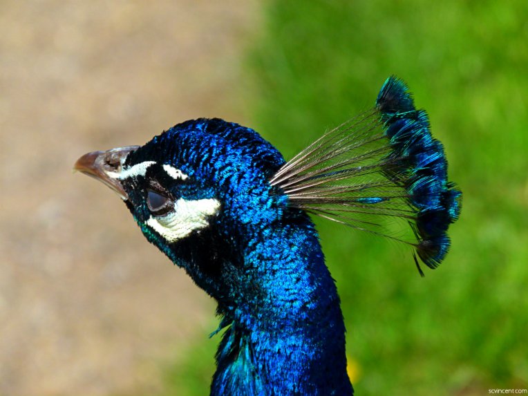 Peacock feathers (2)