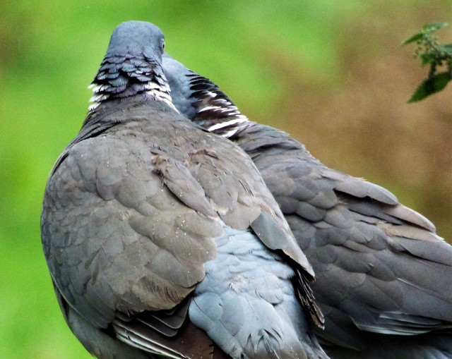 pigeons cuddled up
